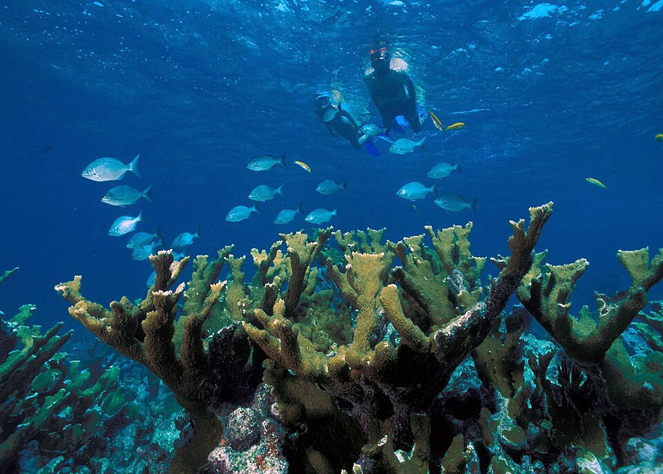 Snorkeling