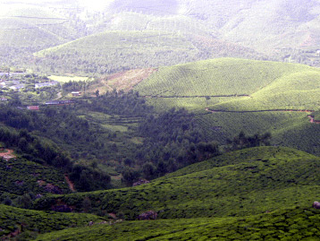 Munnar Tea Plantation Tour